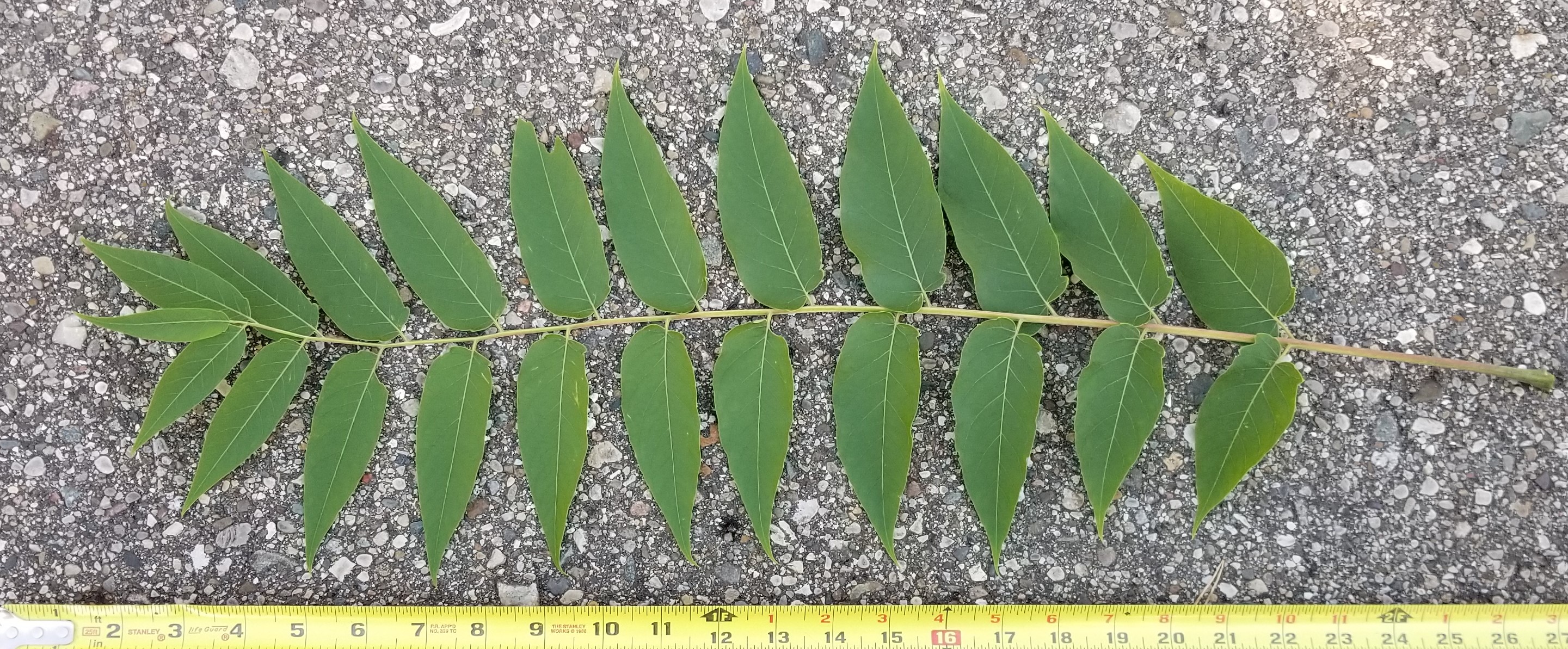 Tree of heaven leaf next to an open tape measurer.